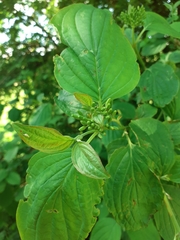 Cornus sanguinea