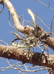 Tillandsia paucifolia