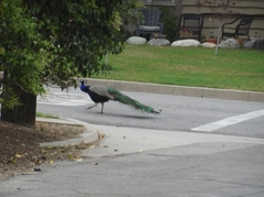 Pavo cristatus