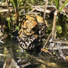 Anaxyrus canorus