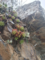 Haworthia turgida