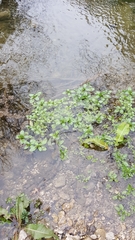 Magnoliopsida