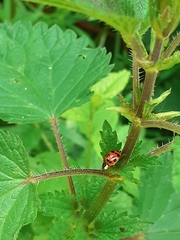 Harmonia axyridis