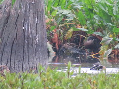 Gallinago nobilis