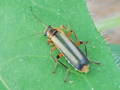 Metacantharis discoidea