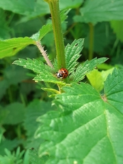 Harmonia axyridis