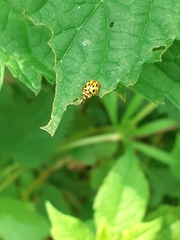 Harmonia axyridis