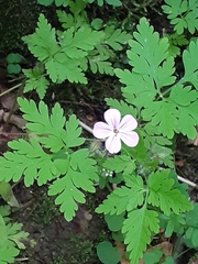Geranium robertianum