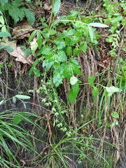 Veronica peduncularis