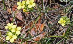 Physaria montana