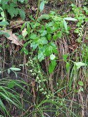 Veronica peduncularis