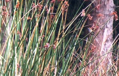 Synallaxis subpudica