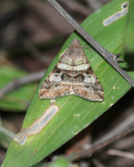 Melipotis perpendicularis