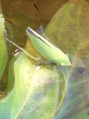 Draeculacephala inscripta