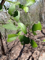 Agonandra ovatifolia