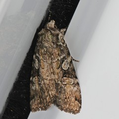 Anaplectoides pressus