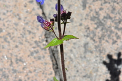 Penstemon subserratus