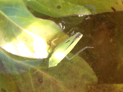 Draeculacephala inscripta