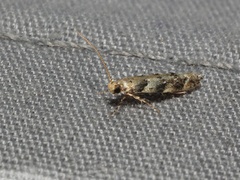 Coleotechnites coniferella