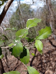 Agonandra ovatifolia