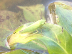 Draeculacephala inscripta