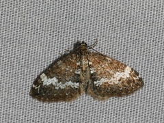 Perizoma alchemillata
