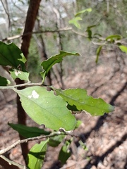 Agonandra ovatifolia