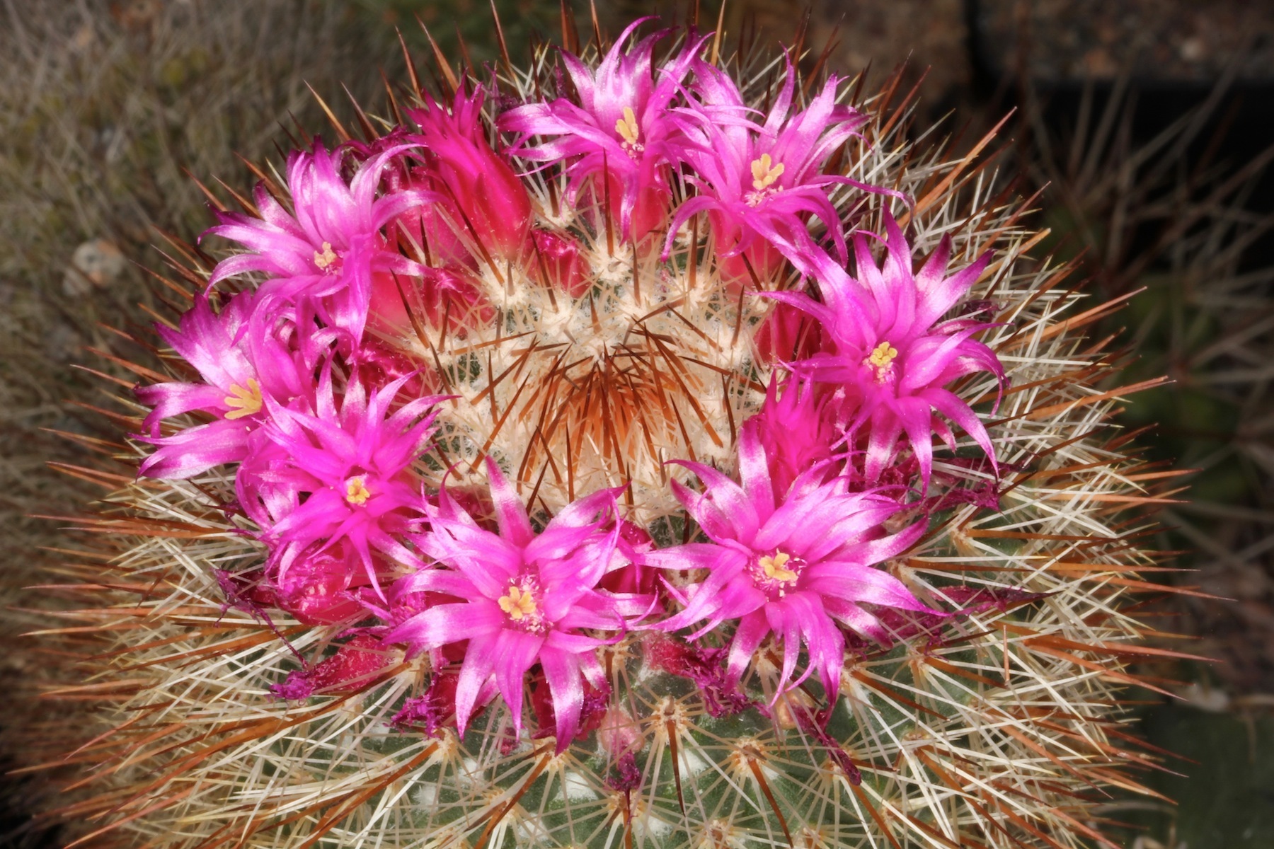 Mammillaria nunezii ssp. bella
