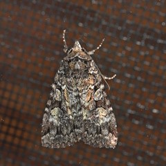 Anaplectoides pressus