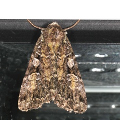 Anaplectoides pressus