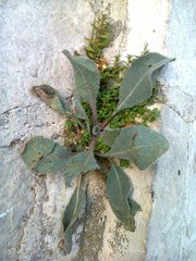 Anchusa strigosa