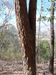 Agonandra ovatifolia