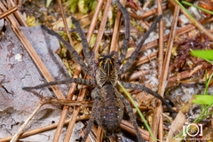 Sosippus floridanus