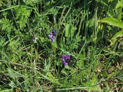 Viola etrusca