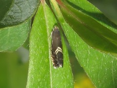 Grapholita interstinctana