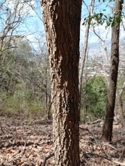 Agonandra ovatifolia