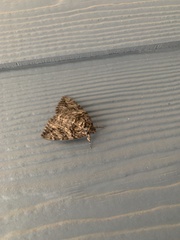 Catocala micronympha