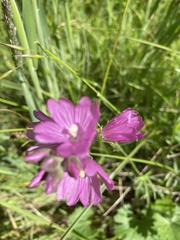 Sidalcea campestris