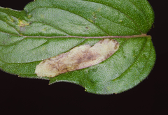 Calycomyza menthae