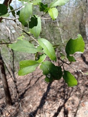 Agonandra ovatifolia