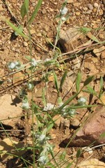 Bombycilaena discolor