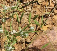 Bombycilaena discolor