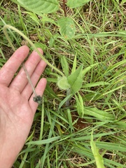 Pilosella aurantiaca