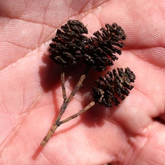 Alnus glutinosa barbata