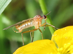 Empis trigramma