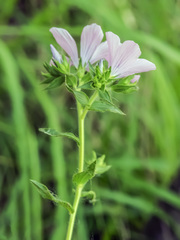 Linum viscosum