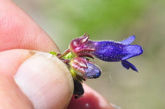 Penstemon subserratus
