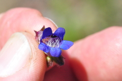 Penstemon subserratus