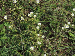 Cerastium ligusticum