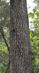 Quercus × leana